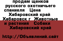 продам щенков русского охотничьего спаниеля › Цена ­ 4 000 - Хабаровский край, Хабаровск г. Животные и растения » Собаки   . Хабаровский край